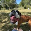 Images de profil de Lisa - Blooming Pets - Petsitting et garde d'animaux à domicile