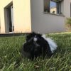 Images de profil de Lisa - Blooming Pets - Petsitting et garde d'animaux à domicile