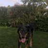 Images de profil de Lisa - Blooming Pets - Petsitting et garde d'animaux à domicile