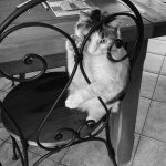 Ballerine Mon Chat  Croisé Femelle - Garde d'animaux à domicile