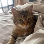 Galaxy Mon Chat  Chat de gouttière (Commun) Femelle - Garde d'animaux à domicile