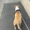 Images de profil de Lorena - Blooming Pets - Petsitting et garde d'animaux à domicile