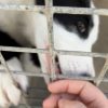Images de profil de Lorena - Blooming Pets - Petsitting et garde d'animaux à domicile