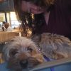 Images de profil de Lou-Aline - Blooming Pets - Petsitting et garde d'animaux à domicile