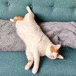 Traez TRAEZ Mon Chat Européen Mùle stérilisé - Garde d'animaux à domicile