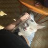 Images de profil de loulah - Blooming Pets - Petsitting et garde d'animaux à domicile