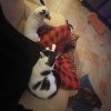 Images de profil de loulah - Blooming Pets - Petsitting et garde d'animaux à domicile