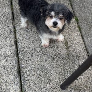 Lucette - Blooming Pets - Petsitting et garde d'animaux à domicile