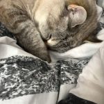 Châtaigne Mon Chat  Européen Femelle - Garde d'animaux à domicile