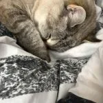 Châtaigne Mon Chat  Européen Femelle - Garde d'animaux à domicile