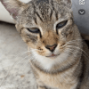 Images de profil de Lylou - Blooming Pets - Petsitting et garde d'animaux à domicile