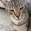 Images de profil de Lylou - Blooming Pets - Petsitting et garde d'animaux à domicile