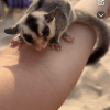 Images de profil de Lylou - Blooming Pets - Petsitting et garde d'animaux à domicile