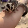 Images de profil de Lylou - Blooming Pets - Petsitting et garde d'animaux à domicile