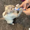 Images de profil de Lylou - Blooming Pets - Petsitting et garde d'animaux à domicile