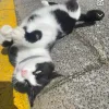 Images de profil de Lylou - Blooming Pets - Petsitting et garde d'animaux à domicile