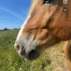 Images de profil de Lylou - Blooming Pets - Petsitting et garde d'animaux à domicile