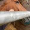Images de profil de Lylou - Blooming Pets - Petsitting et garde d'animaux à domicile