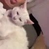 Images de profil de Lylou - Blooming Pets - Petsitting et garde d'animaux à domicile