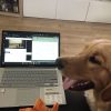 Images de profil de Lyse - Blooming Pets - Petsitting et garde d'animaux à domicile