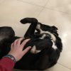 Images de profil de Lyse - Blooming Pets - Petsitting et garde d'animaux à domicile