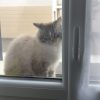 Images de profil de Lyse - Blooming Pets - Petsitting et garde d'animaux à domicile