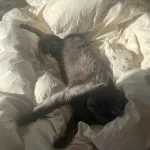 Naya Naya Mon Chat Chat de gouttière (Commun) Femelle - Garde d'animaux à domicile