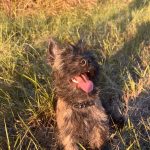 Apy Mon Chien  Cairn Terrier Mâle - Garde d'animaux à domicile