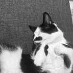 Woody Mon Chat  Européen Mâle - Garde d'animaux à domicile
