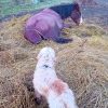 Images de profil de Maèri - Blooming Pets - Petsitting et garde d'animaux à domicile