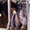 Images de profil de Maèri - Blooming Pets - Petsitting et garde d'animaux à domicile