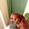 Images de profil de Maèri - Blooming Pets - Petsitting et garde d'animaux à domicile