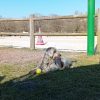 Images de profil de Maèri - Blooming Pets - Petsitting et garde d'animaux à domicile