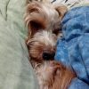 Images de profil de Maèri - Blooming Pets - Petsitting et garde d'animaux à domicile