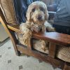 Images de profil de Maèri - Blooming Pets - Petsitting et garde d'animaux à domicile