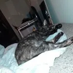 Caramel Mon Chat  Chat de gouttière (Commun) Femelle - Garde d'animaux à domicile