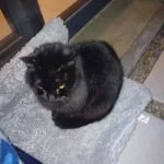 Noirette Mon Chat  Chat de gouttière (Commun) Femelle - Garde d'animaux à domicile