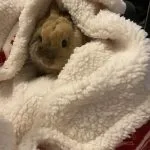 Ulysse Mon Lapin  Nain Mâle - Garde d'animaux à domicile