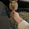 Images de profil de Maeva - Blooming Pets - Petsitting et garde d'animaux à domicile