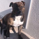 Oscar Mon Chien  American Staffordshire Terrier Mâle - Garde d'animaux à domicile