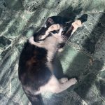 Tamil Mon Chat  Européen Femelle - Garde d'animaux à domicile