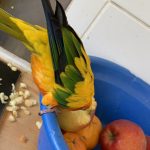 Image de profil de nora - Blooming Pets - Petsitting et garde d'animaux à domicile