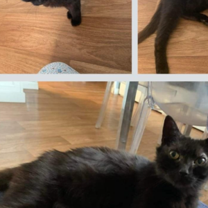 Images de profil de nora - Blooming Pets - Petsitting et garde d'animaux à domicile
