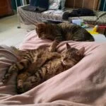 Plume Plume Mon Chat Européen Femelle stérilisée - Garde d'animaux à domicile