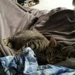 Ruben Ruben Mon Chat Européen Mâle stérilisé - Garde d'animaux à domicile