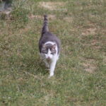Calin Calin Mon Chat Européen Mâle stérilisé - Garde d'animaux à domicile
