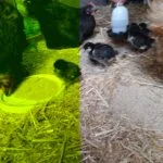 Josephine Josephine Ma Poule Janzé Femelle - Garde d'animaux à domicile