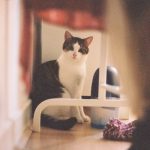 Pialat Pialat Mon Chat Européen Femelle - Garde d'animaux à domicile