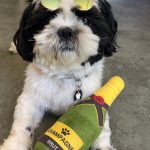 Samy Mon Chien  Shih Tzu Mâle - Garde d'animaux à domicile