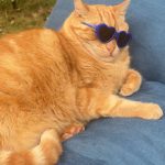 Bubule Mon Chat  Européen Mâle - Garde d'animaux à domicile